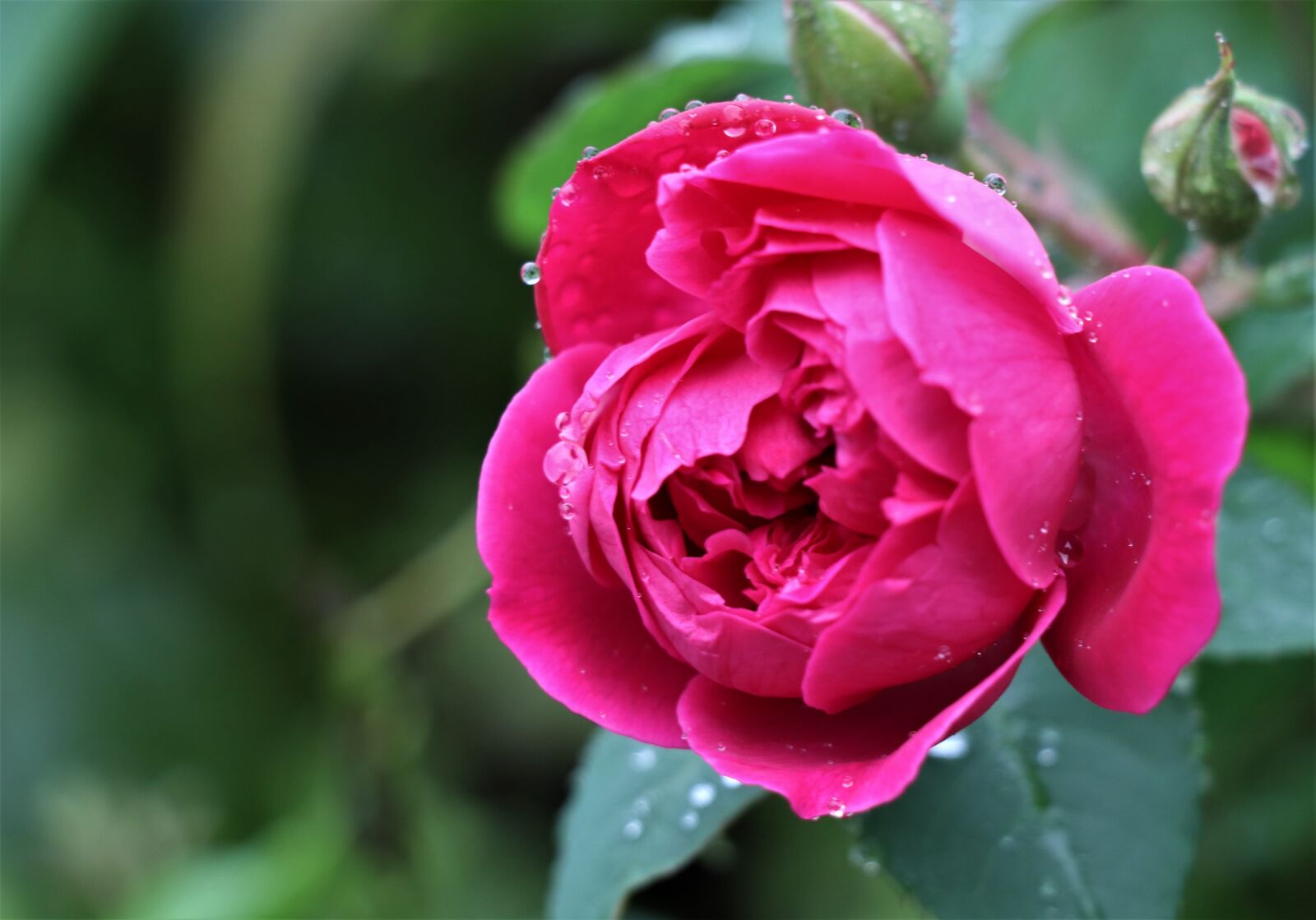 Canon EOS 77D (EOS 9000D / EOS 770D) sample photo. Flower, rose, bloom photography