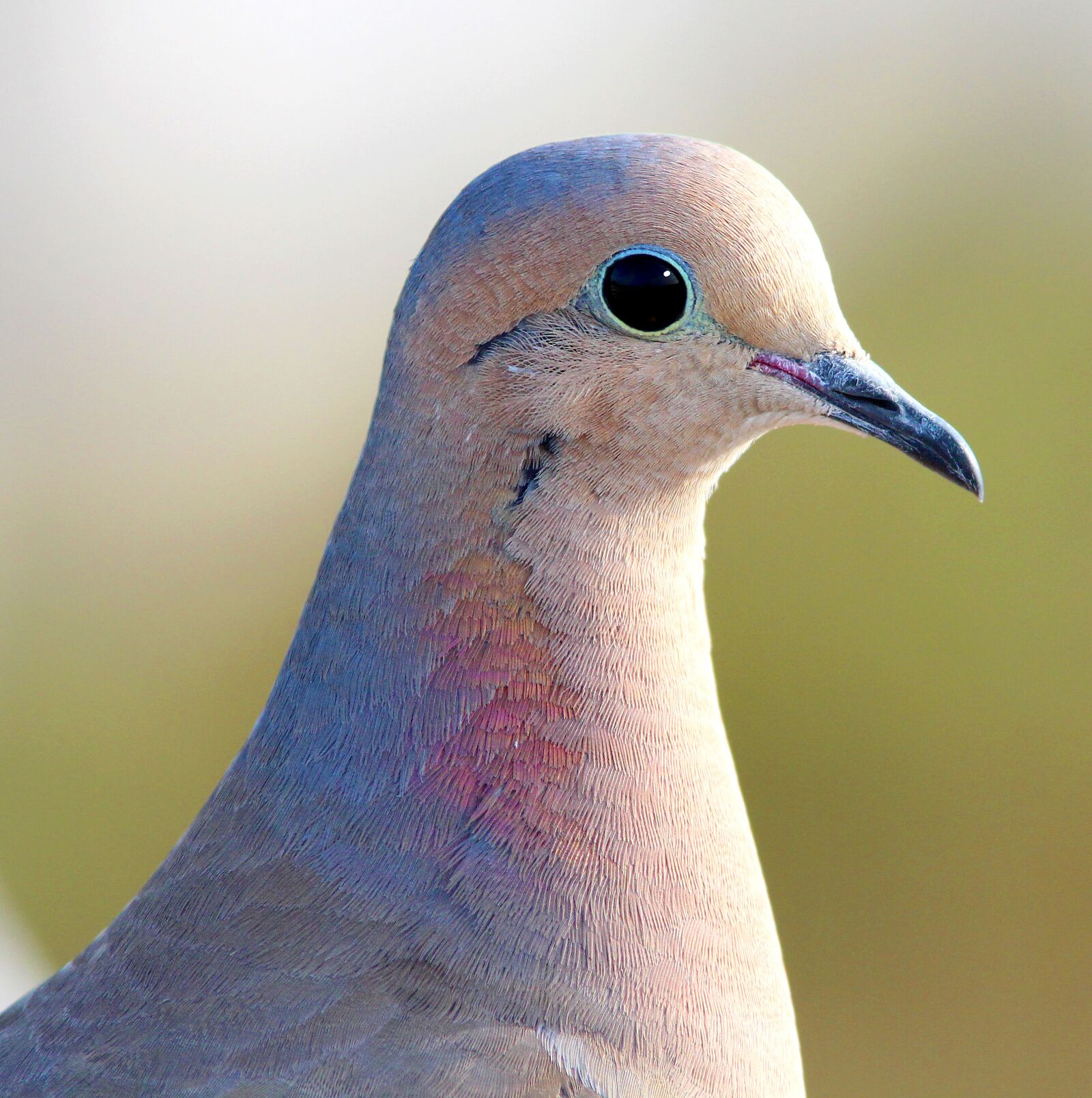 Canon EF 300mm F4L IS USM sample photo. Animal, avian, beak photography