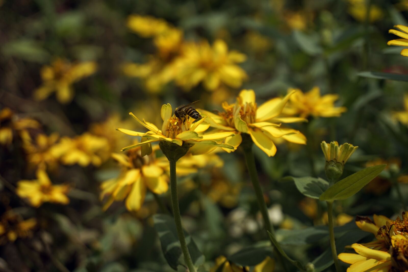 Sony Alpha a5000 (ILCE 5000) sample photo. Bee, flowers, pollination photography