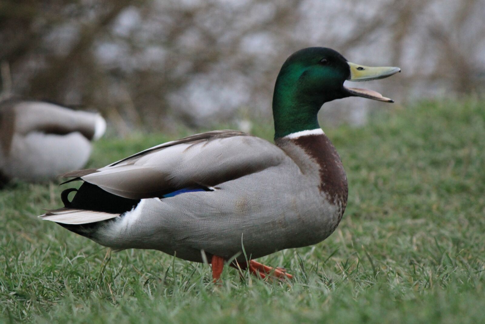 Canon EOS 1100D (EOS Rebel T3 / EOS Kiss X50) sample photo. Duck, drake, mallard photography