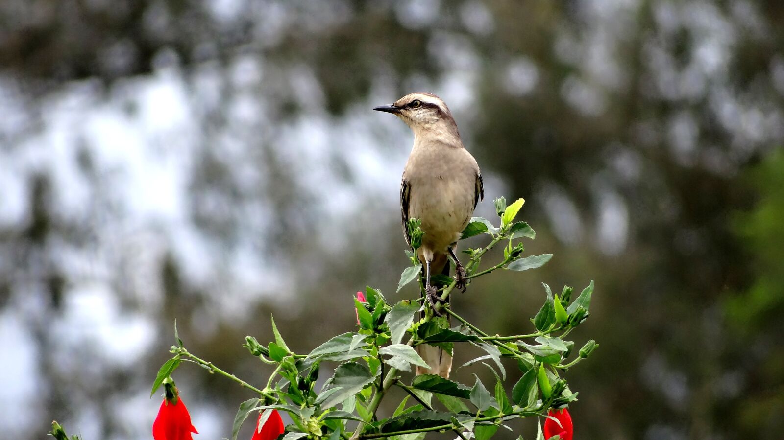Sony DSC-HX200V sample photo. Bird, haughtiness, sovereignty photography