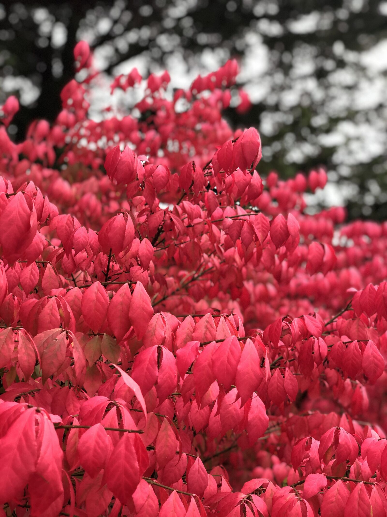 iPhone X back dual camera 6mm f/2.4 sample photo. Canada, bc, port moody photography
