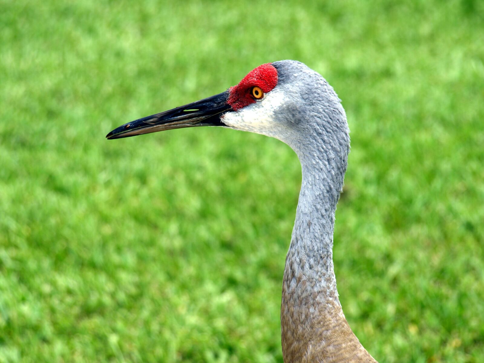 Olympus E-510 (EVOLT E-510) sample photo. Sandhill crane, crane, nature photography