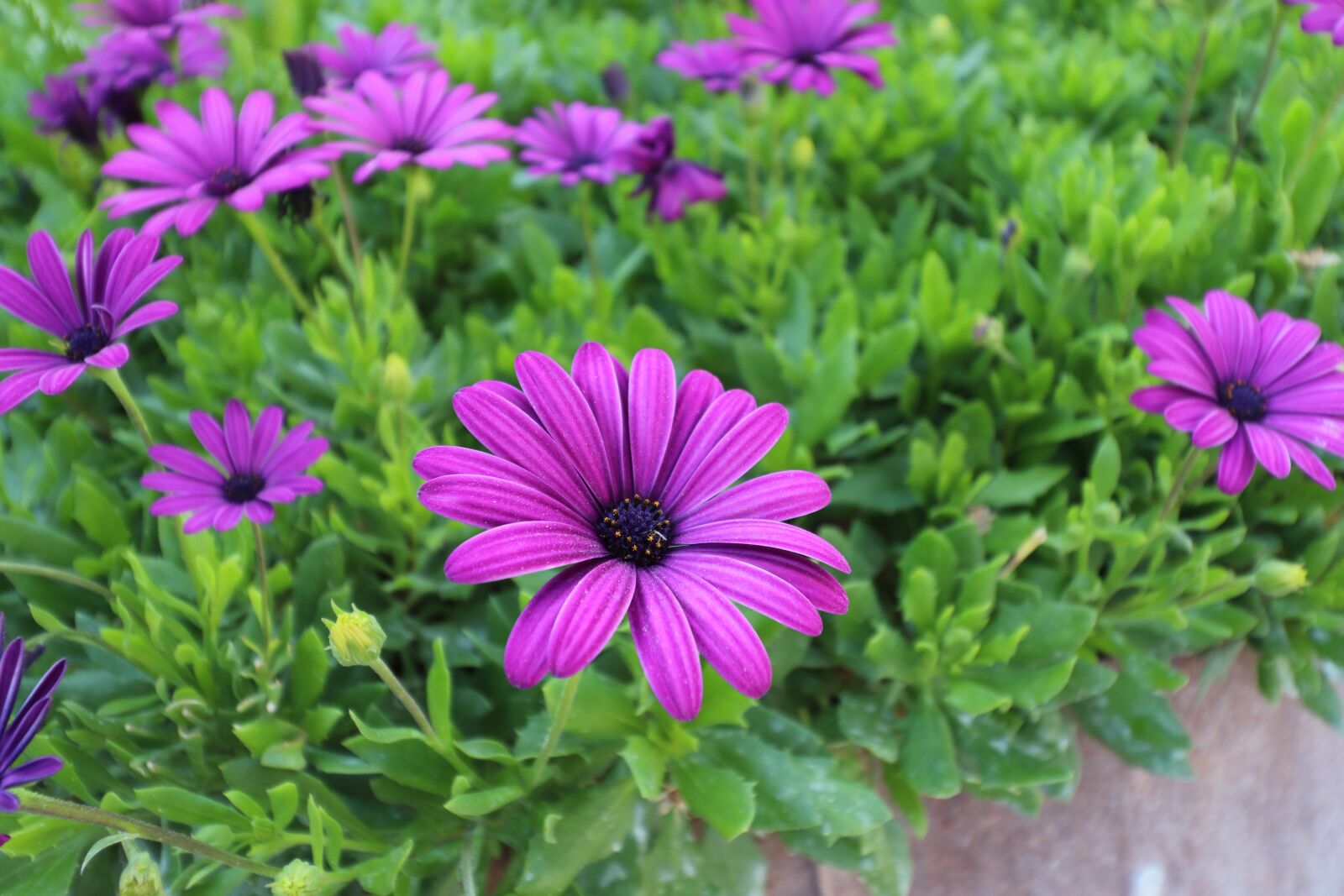 Canon EOS 800D (EOS Rebel T7i / EOS Kiss X9i) sample photo. Flowers, plants, color purple photography