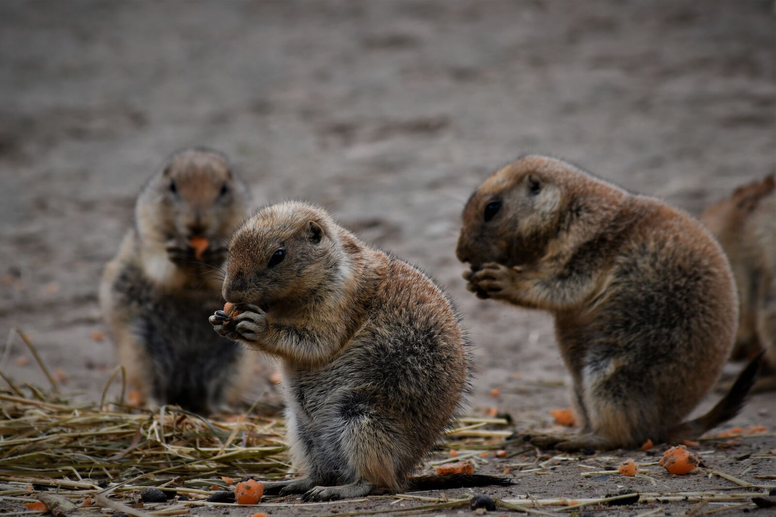 Nikon D7500 sample photo. Meerkat, zoo, emmen photography