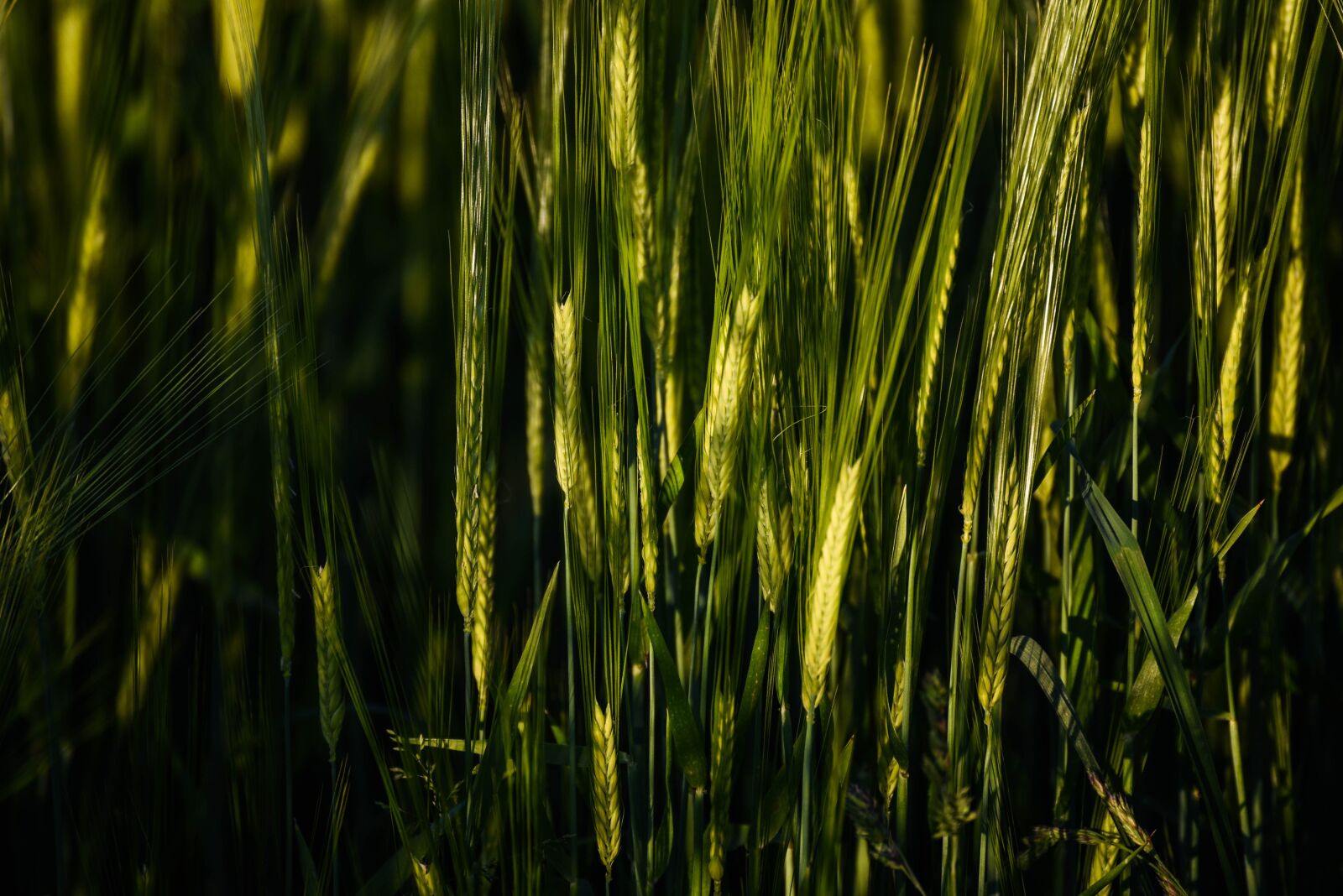 Nikon D750 sample photo. Cornfield, summer, wheat photography