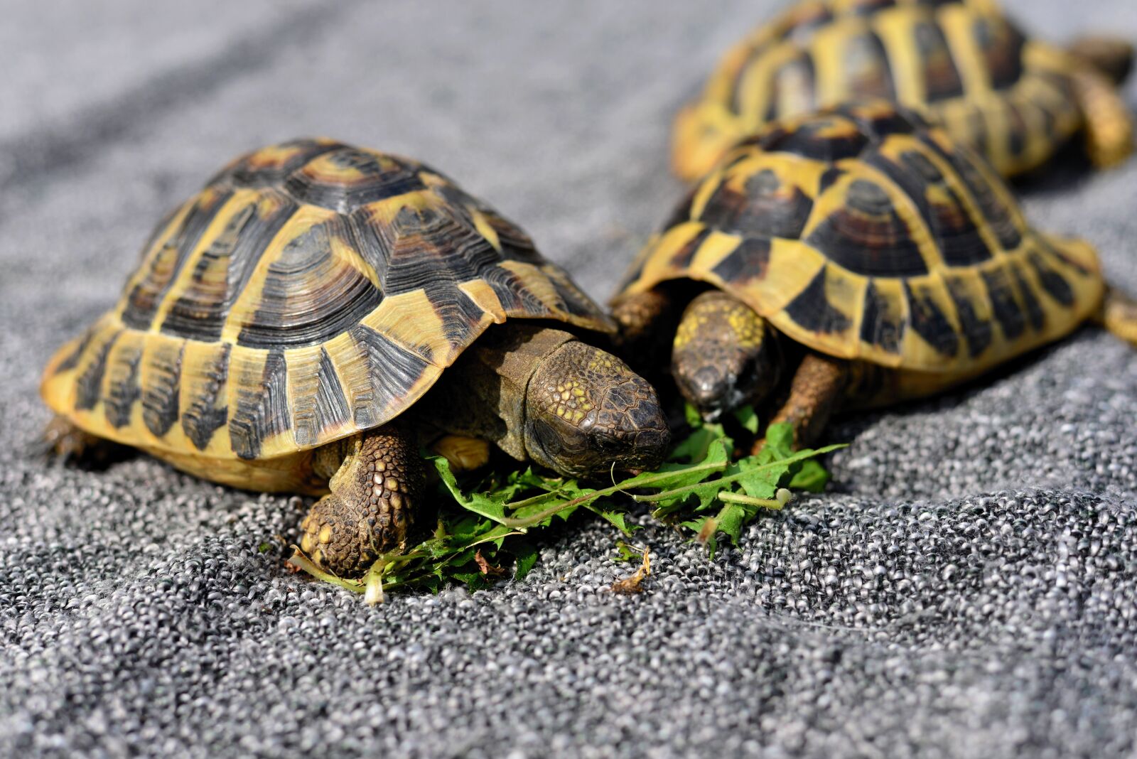 Nikon D610 sample photo. Turtles, reptile, animal photography