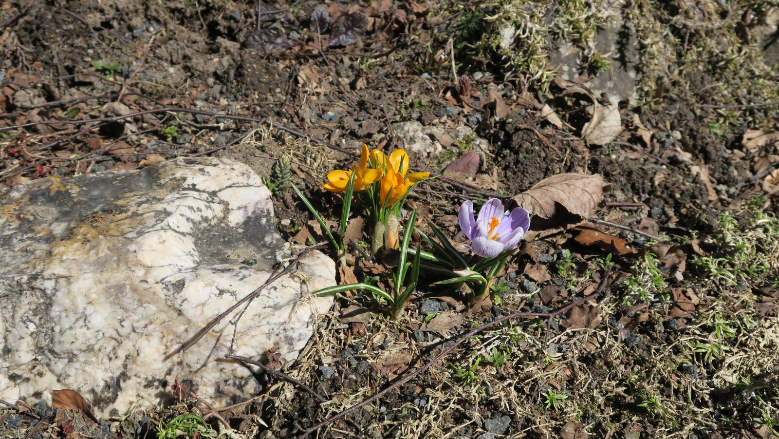Canon PowerShot G5 X sample photo. Flowers, crocus, the color photography