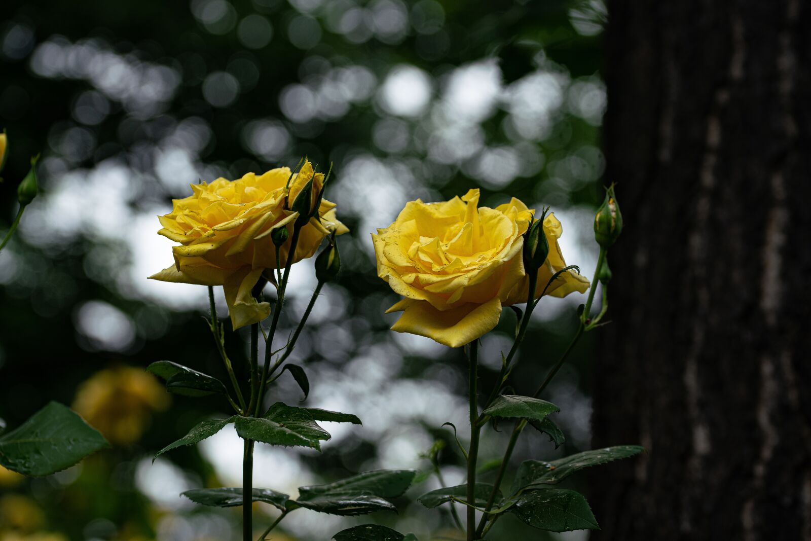 105mm F2.8 sample photo. Yellow, rose, flower photography