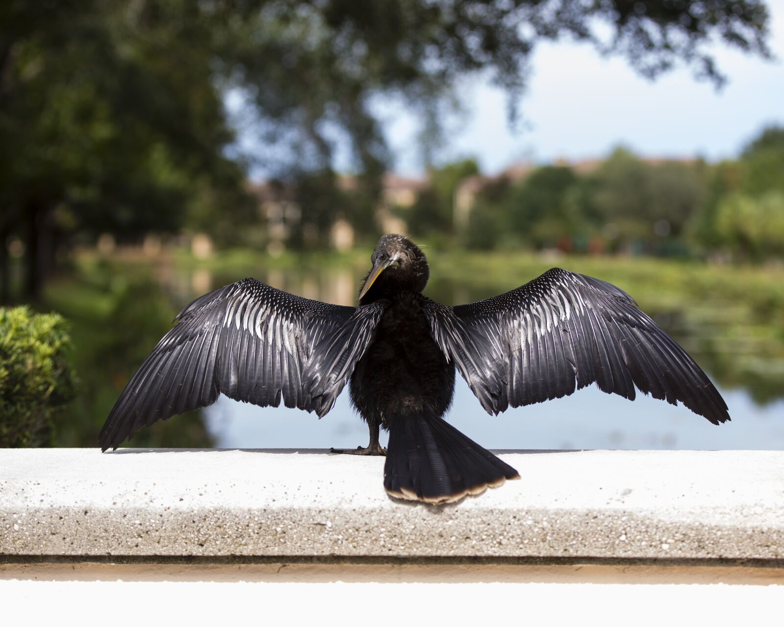 Canon EOS 5D Mark III sample photo. Bird, florida, nature photography