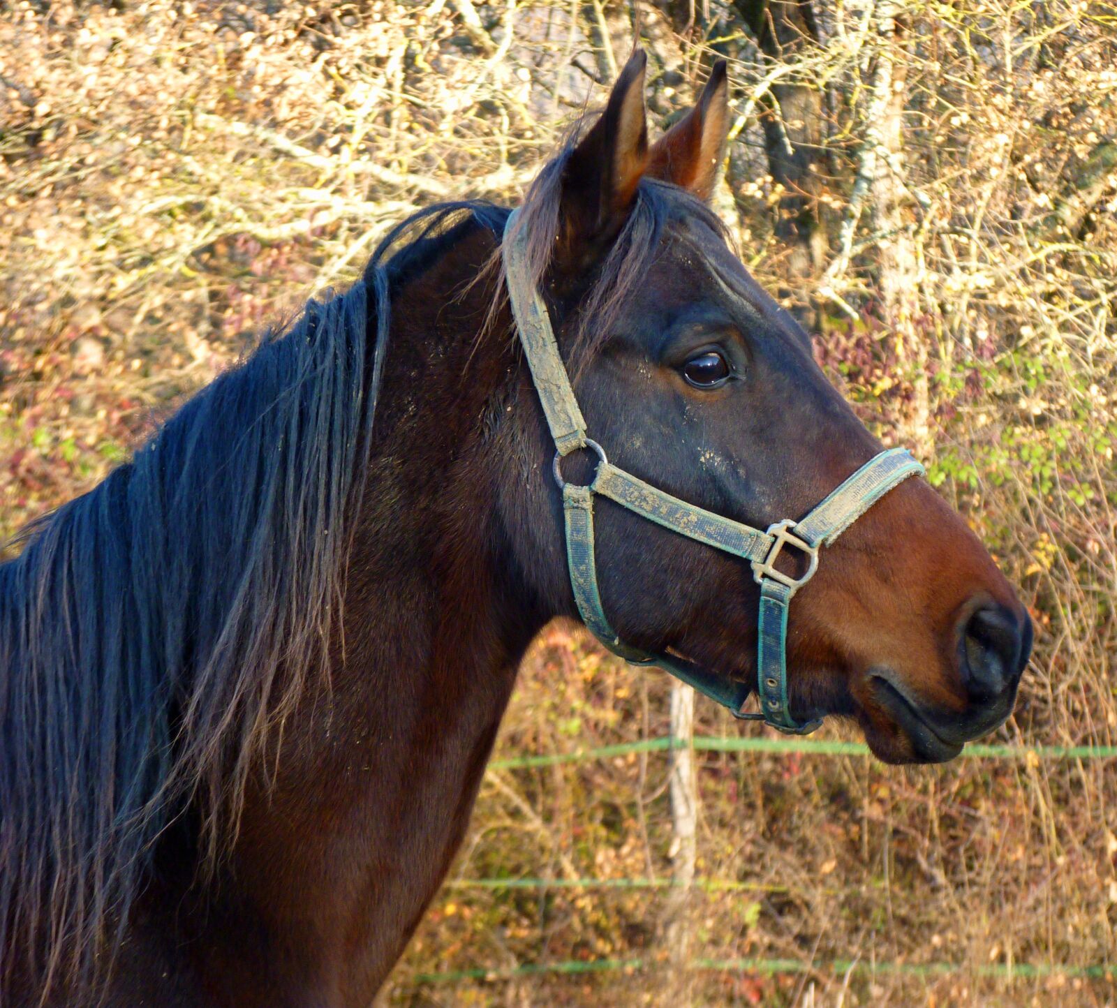 Panasonic Lumix DMC-FZ35 (Lumix DMC-FZ38) sample photo. Horse, pure arab blood photography