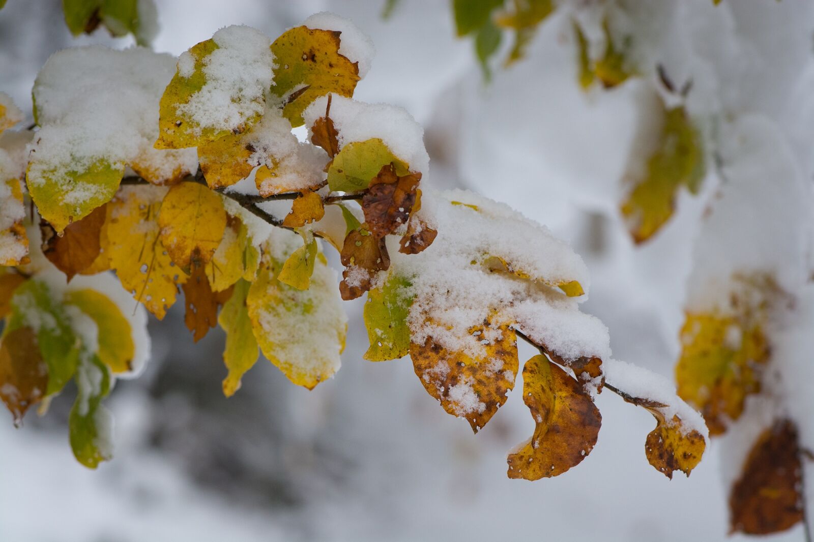 Nikon D7100 sample photo. Branches, snowy, leaves photography