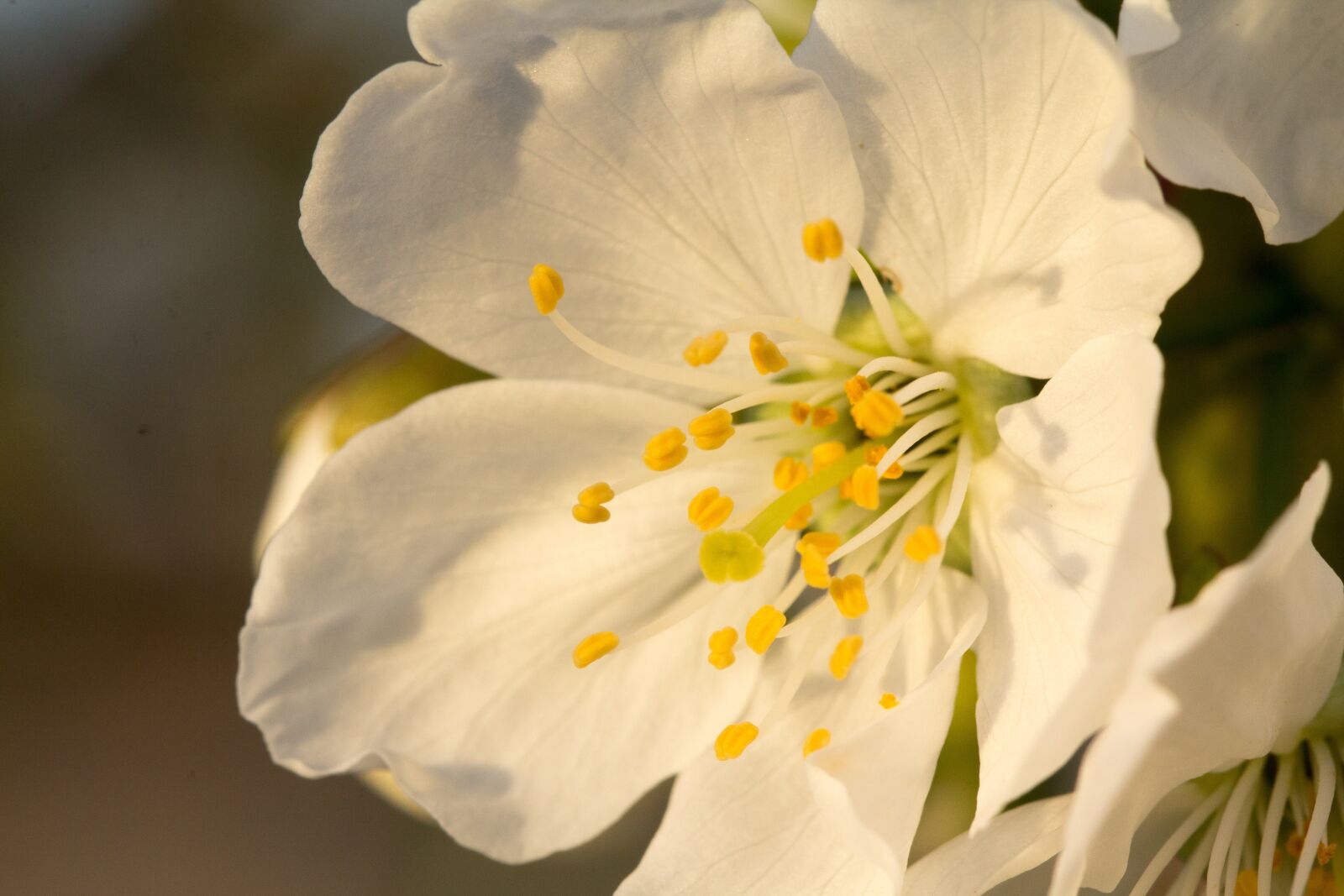 Canon EOS 60D sample photo. Flower, plant, nature photography