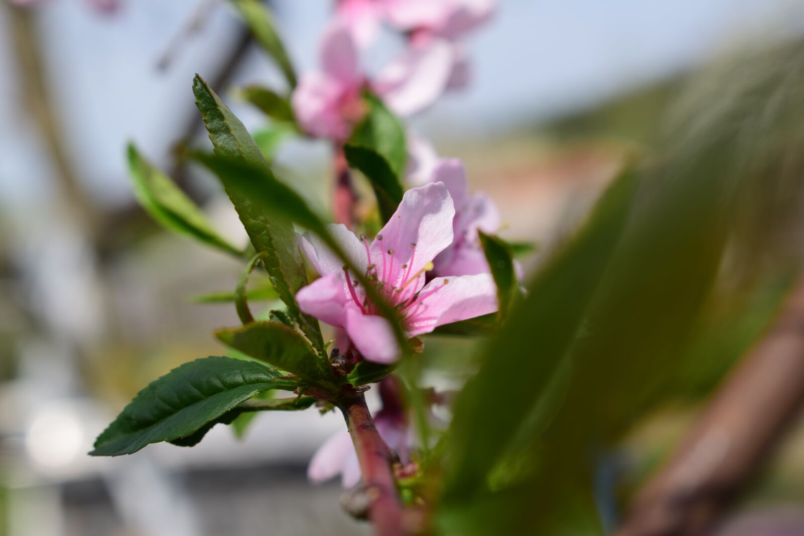 Nikon D3300 sample photo. Spring, flowers, pink photography