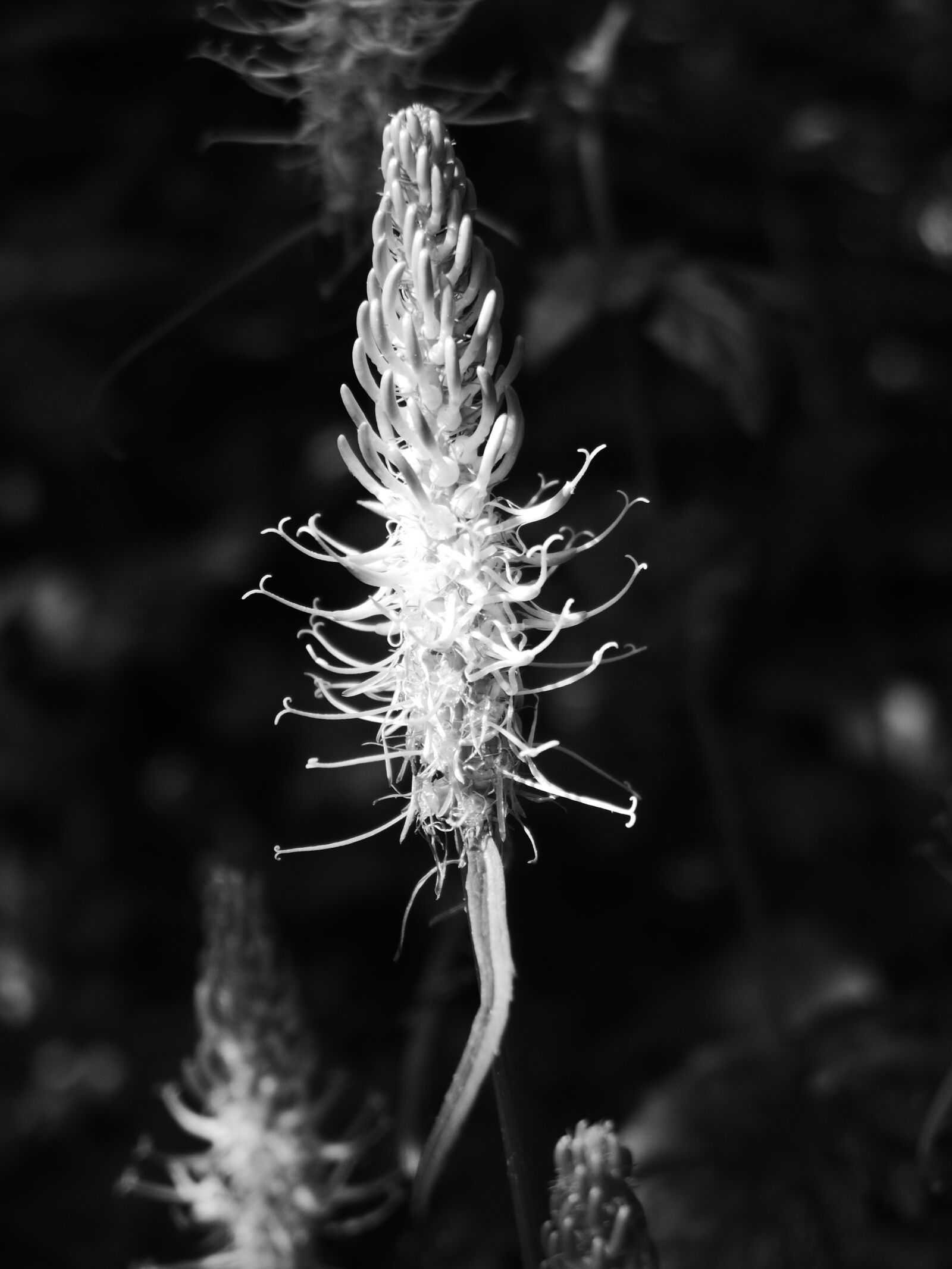 Leica D-Lux 6 sample photo. Plant, light, nature photography