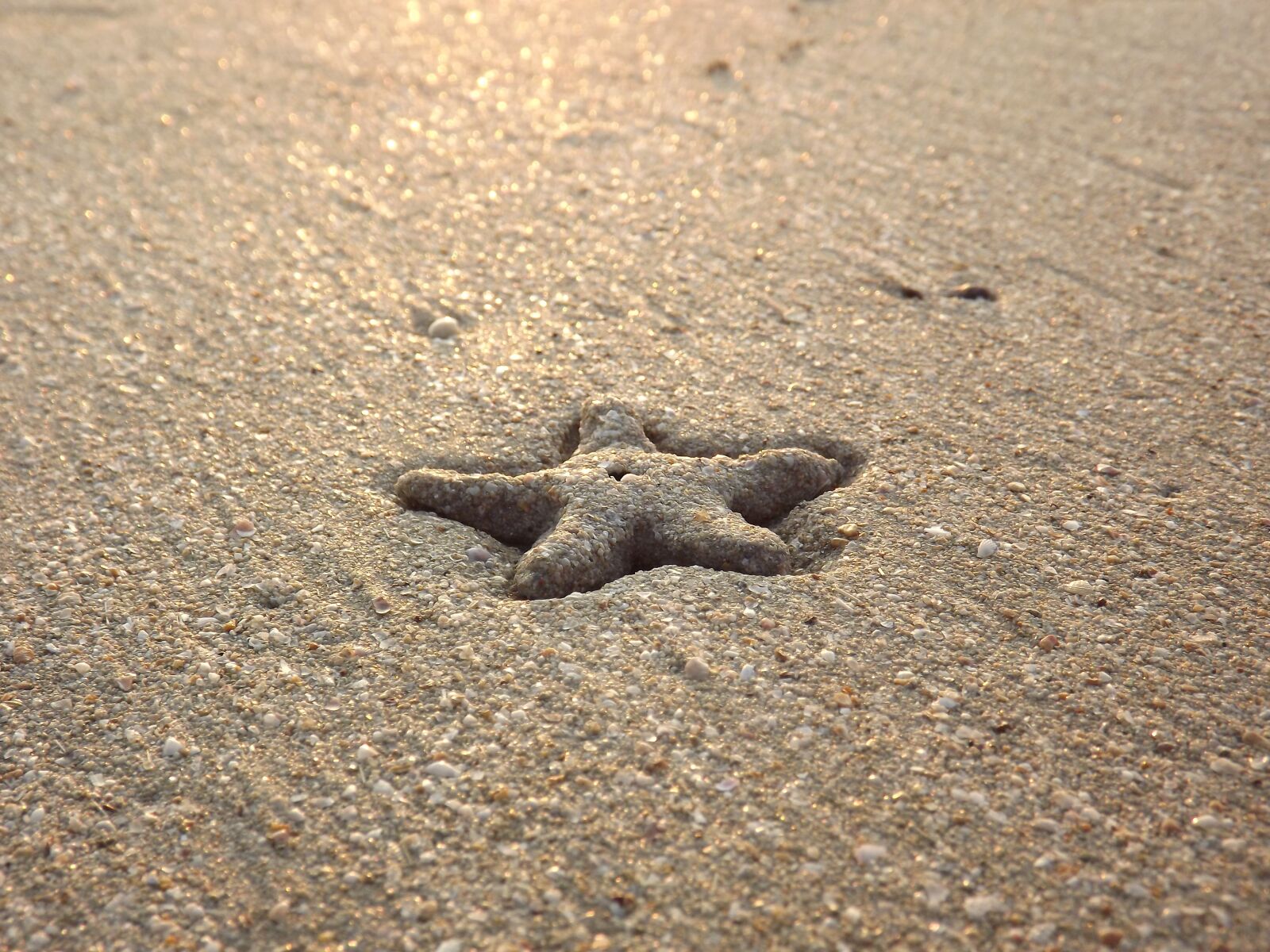 FujiFilm FinePix S3200 (FinePix S3250) sample photo. Starfish, beach, sea photography