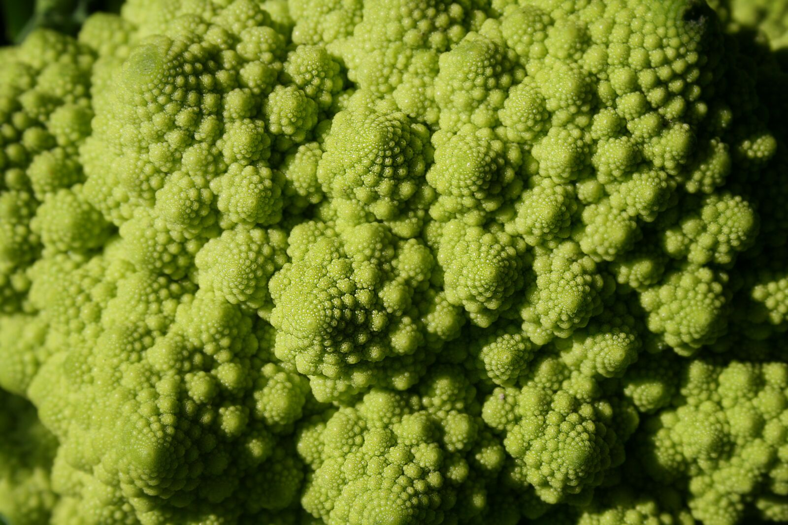 Canon EOS 400D (EOS Digital Rebel XTi / EOS Kiss Digital X) sample photo. Broccoli, green, macro photography