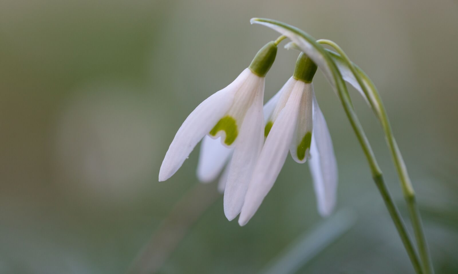 Canon EOS 6D Mark II sample photo. Snowdrop, spring, flower photography