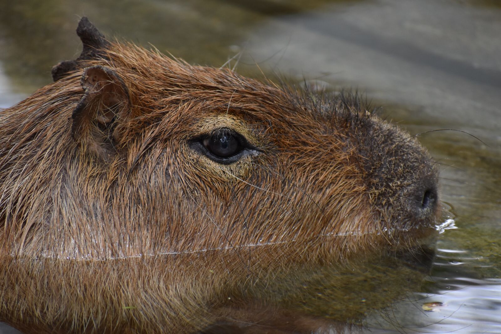 Nikon D5600 sample photo. Capibara, rat, animal photography