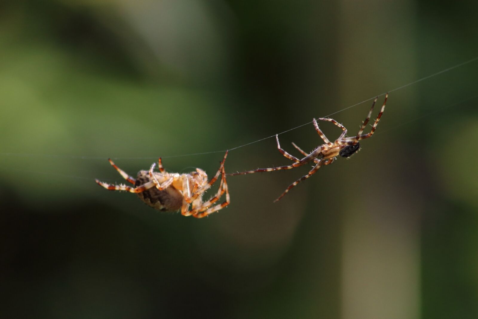 Canon EOS 1200D (EOS Rebel T5 / EOS Kiss X70 / EOS Hi) sample photo. Spider, insect, a spider-like photography