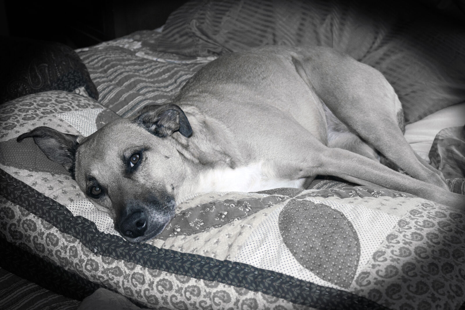 Canon EOS 1200D (EOS Rebel T5 / EOS Kiss X70 / EOS Hi) sample photo. Cute, dog, rescue, dog photography