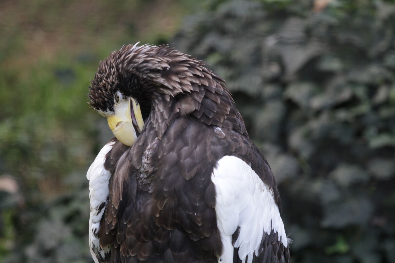 Canon EOS 7D + Canon EF 70-200mm F4L IS USM sample photo. Bird of prey, eagle photography
