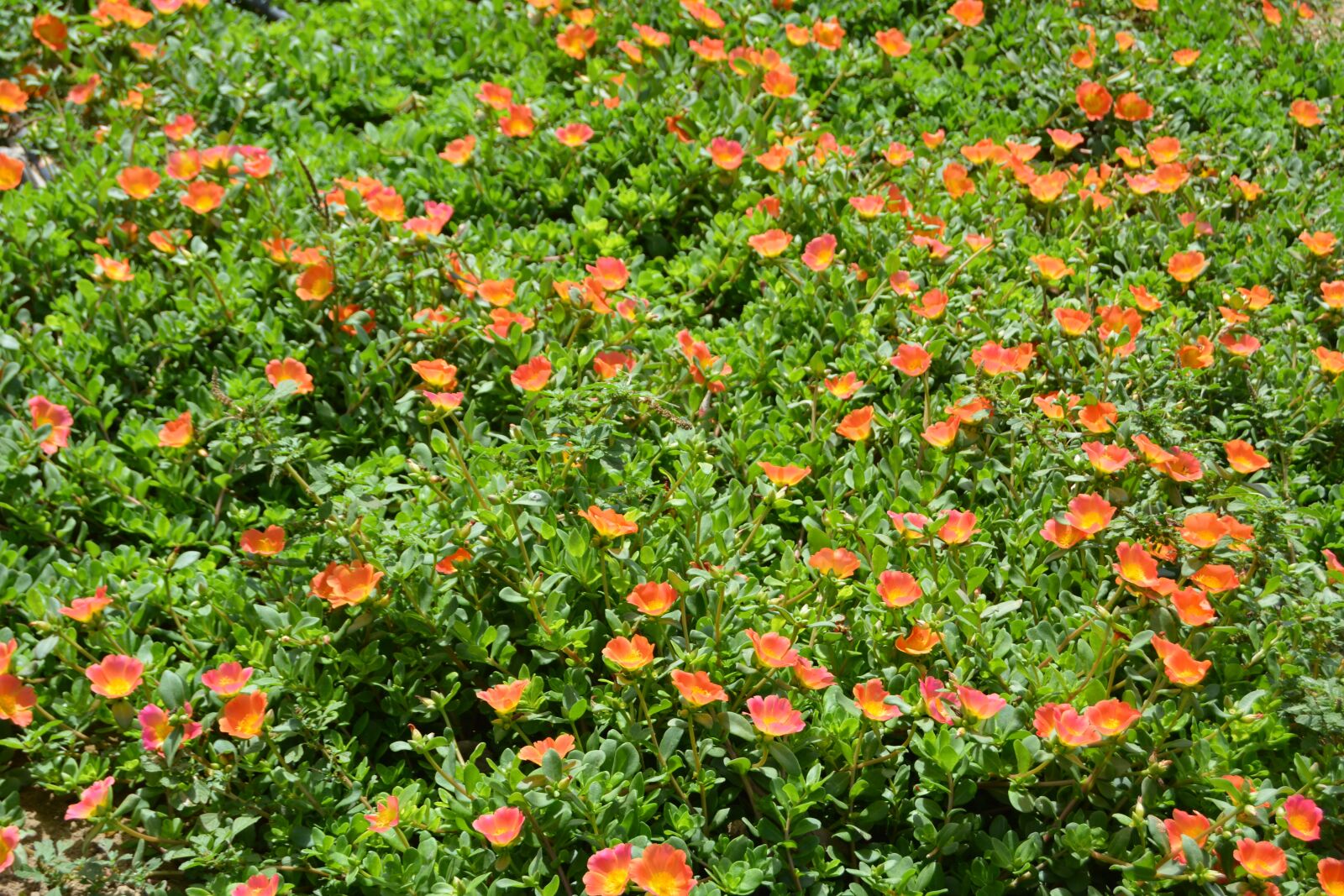 Nikon D5200 sample photo. Flower bed, flowers, orange photography