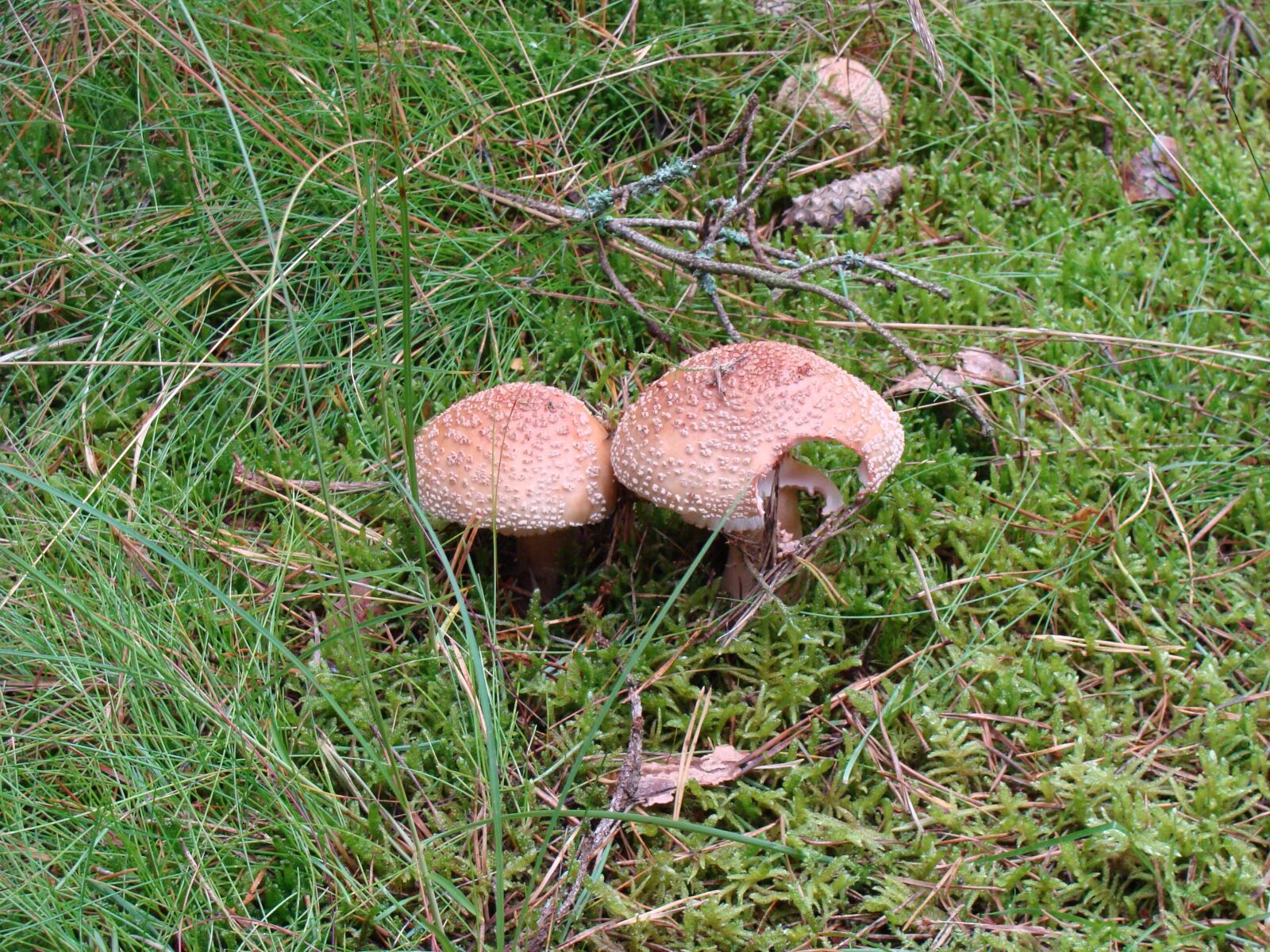 Sony Cyber-shot DSC-H10 sample photo. Mushrooms, flora, forest photography