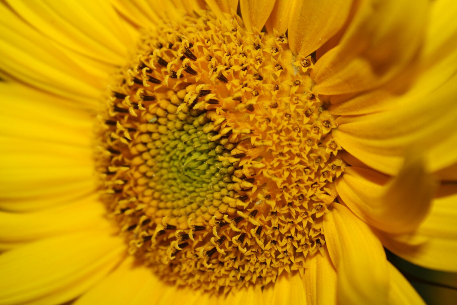 Canon EOS 1000D (EOS Digital Rebel XS / EOS Kiss F) sample photo. Sunflower, yellow, blossom photography