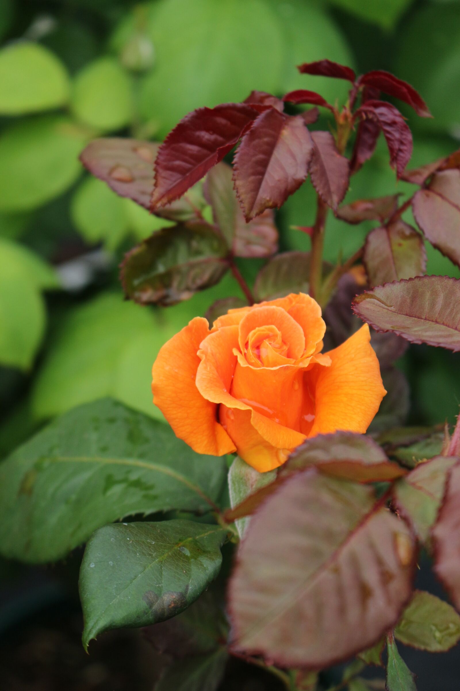 Canon EOS 700D (EOS Rebel T5i / EOS Kiss X7i) sample photo. Rose, vavavoom, summer photography