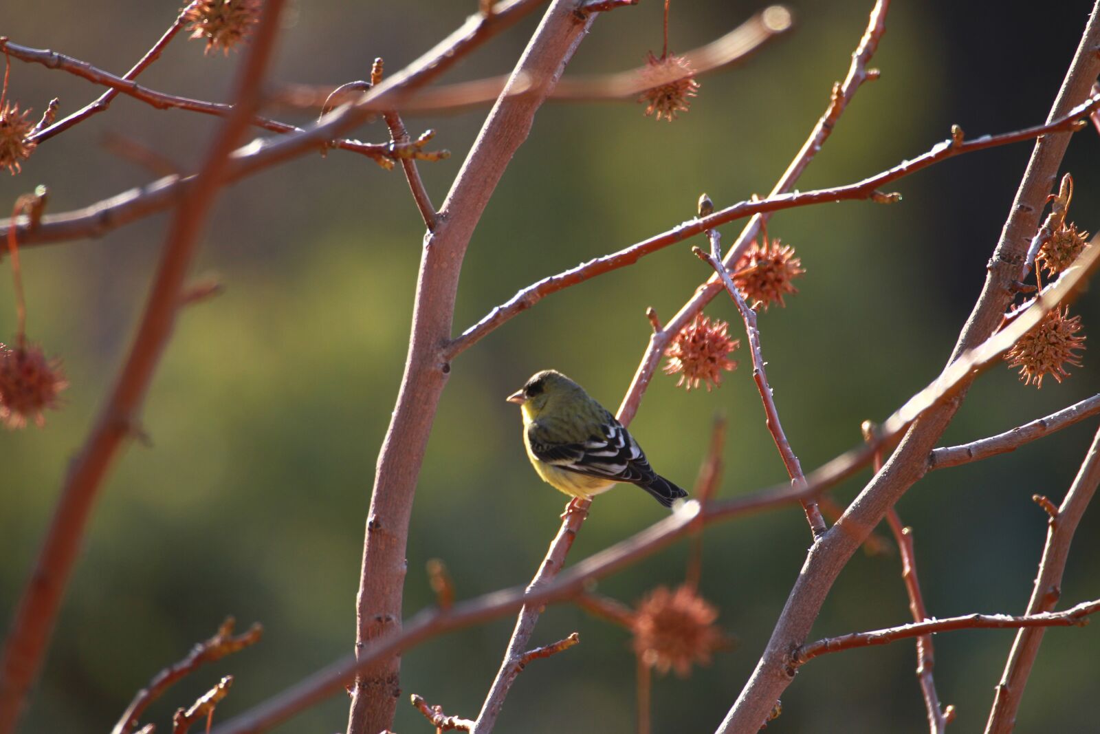 Canon EOS 7D + Canon EF 100-400mm F4.5-5.6L IS USM sample photo. Finch in liquid amber photography
