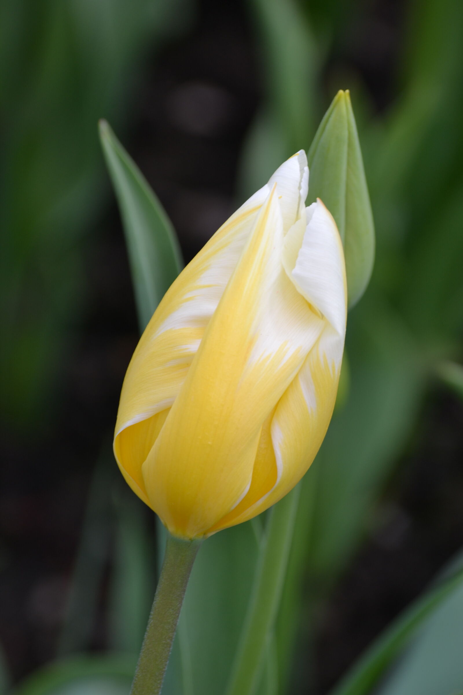 Nikon D3100 sample photo