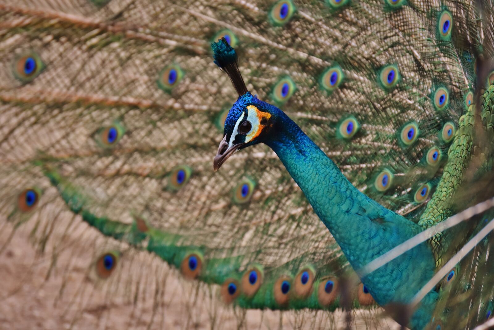 Nikon D7200 sample photo. Peacock, bird, colorful photography