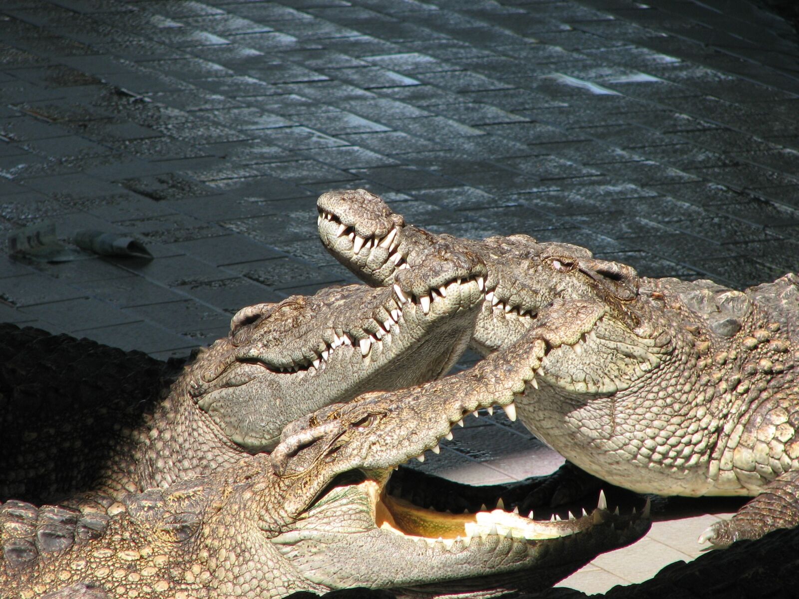 Canon POWERSHOT S2 IS sample photo. Animal, nature, crocodile photography