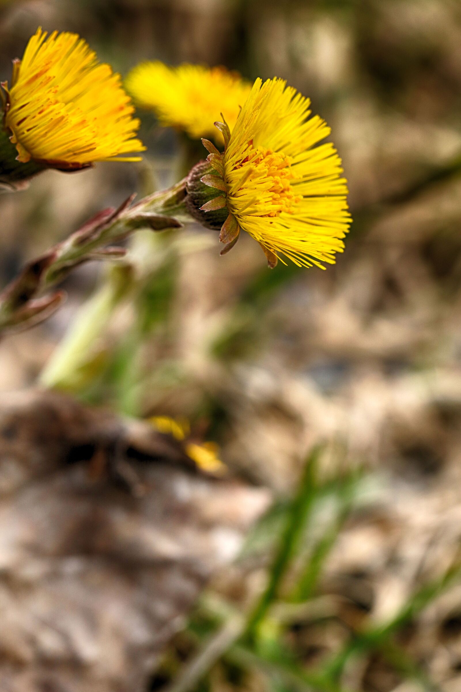 Canon EOS 7D Mark II sample photo. Nature, flora, outdoors photography