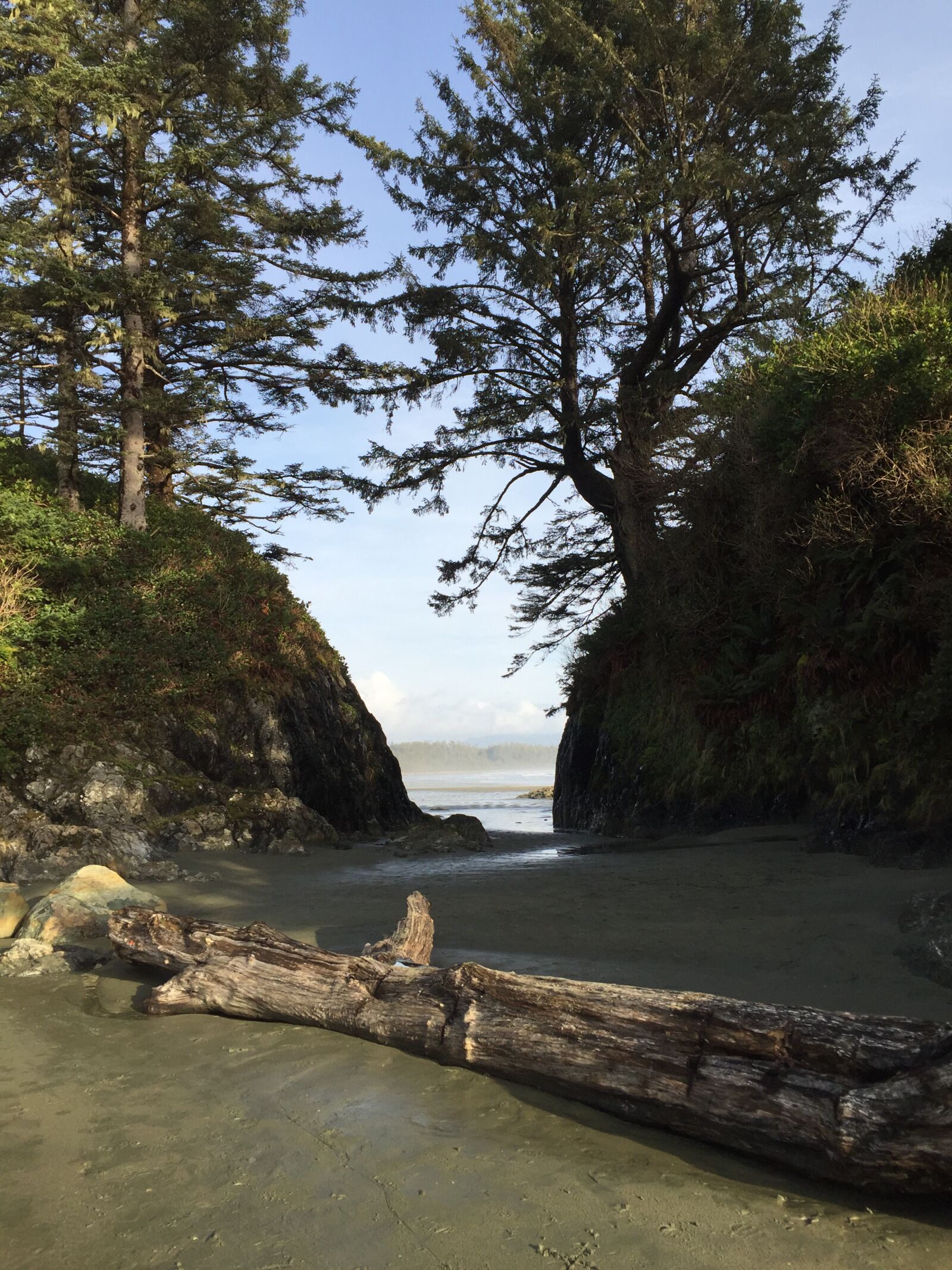 iPhone 6 back camera 4.15mm f/2.2 sample photo. Beach, trees, log photography
