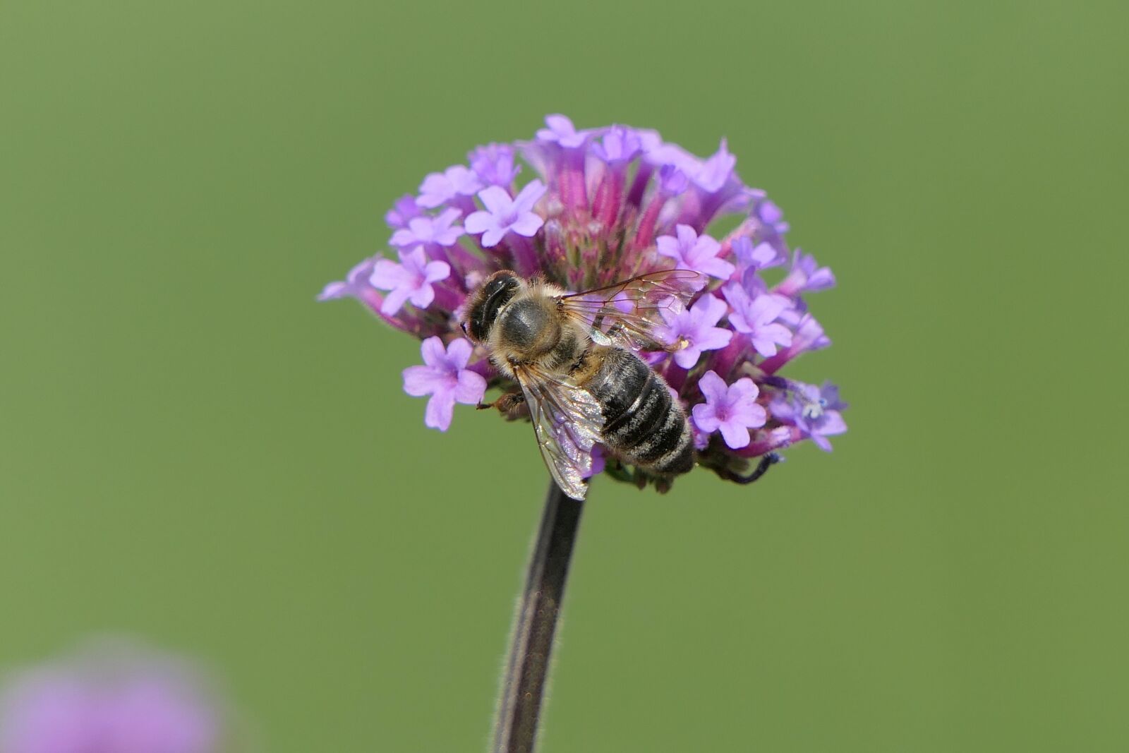 Panasonic Lumix DMC-FZ2500 (Lumix DMC-FZ2000) sample photo. Bee, flower, close up photography