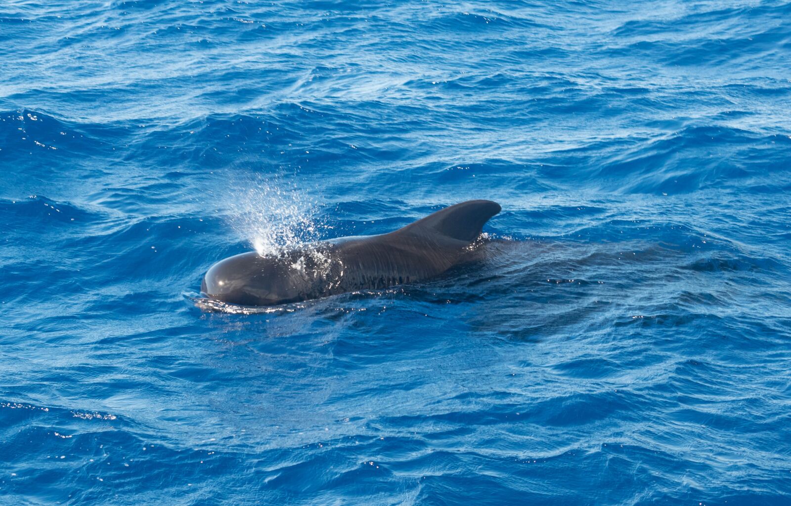 Nikon D3300 sample photo. Whale, pilot, ocean photography