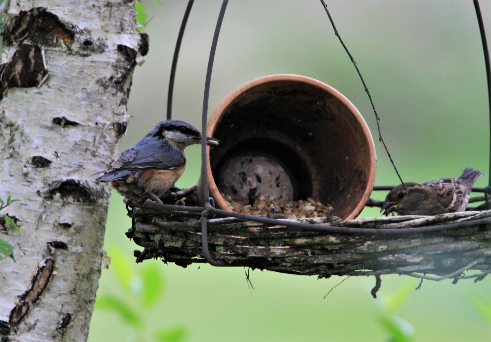 Tamron SP 150-600mm F5-6.3 Di VC USD sample photo. Kleiber, bird, songbird photography