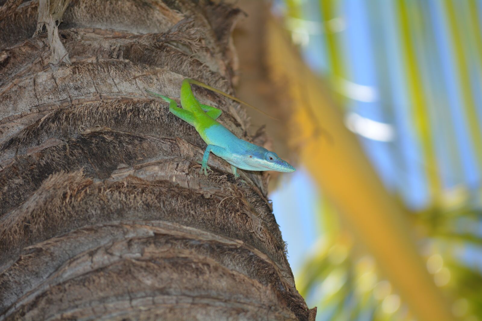 Nikon D5200 sample photo. Lizard, palm, colorful photography
