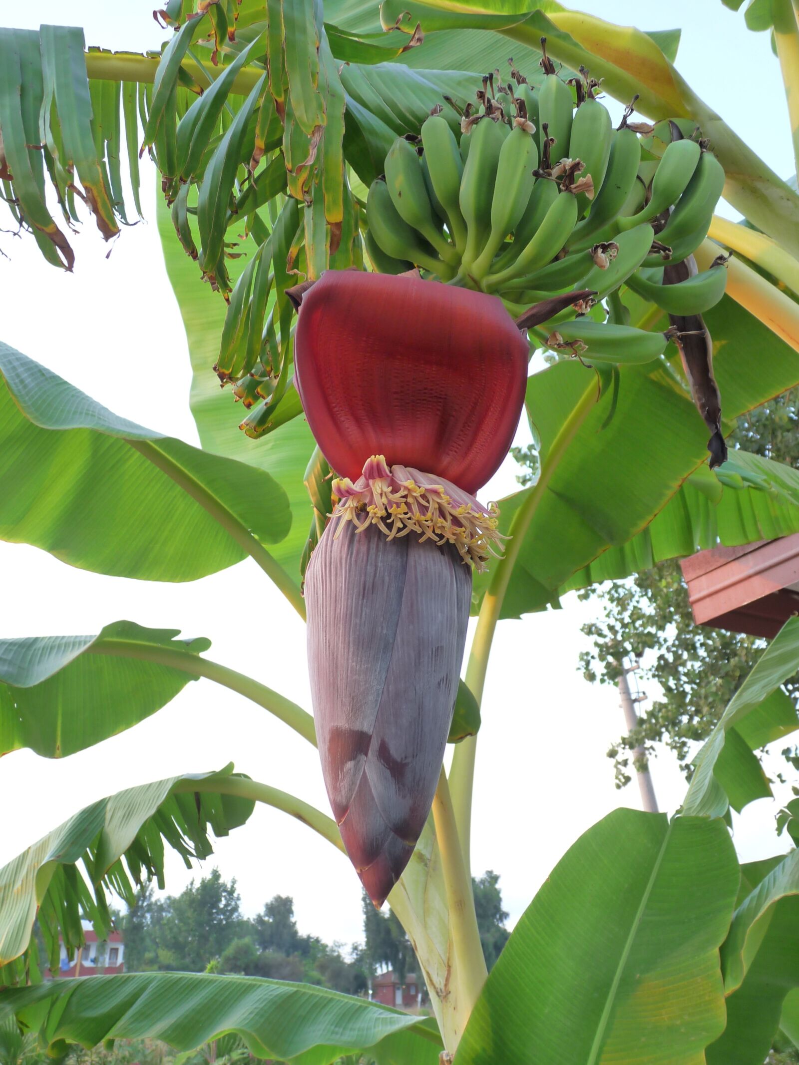 Panasonic Lumix DMC-FZ28 sample photo. Banana, banana plant, tropics photography