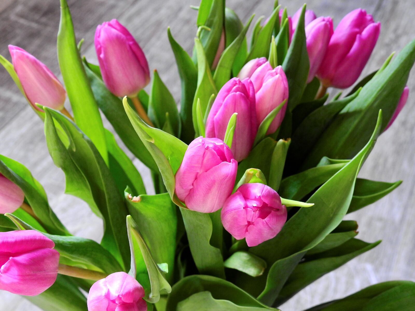 Nikon Coolpix P900 sample photo. Flower, tulips, blossom photography