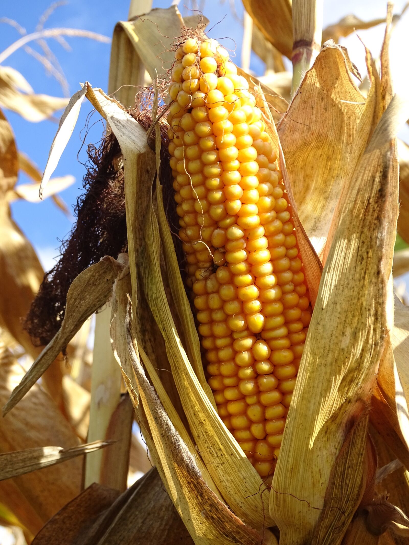 Sony Cyber-shot DSC-HX400V sample photo. Corn, corn on the photography