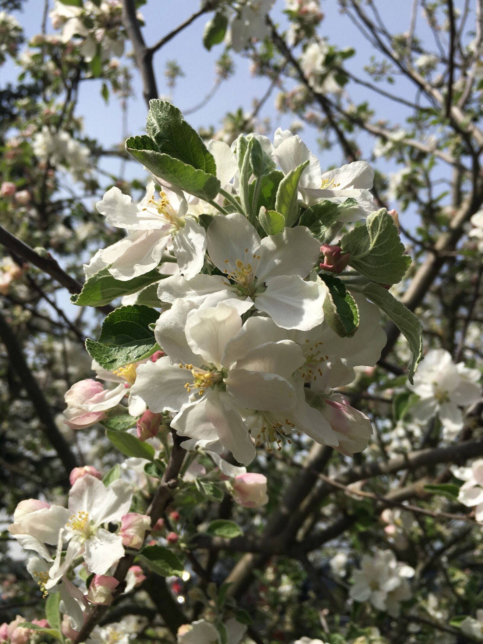 iPhone 6s Plus back camera 4.15mm f/2.2 sample photo. Spring flower, blossom, white photography