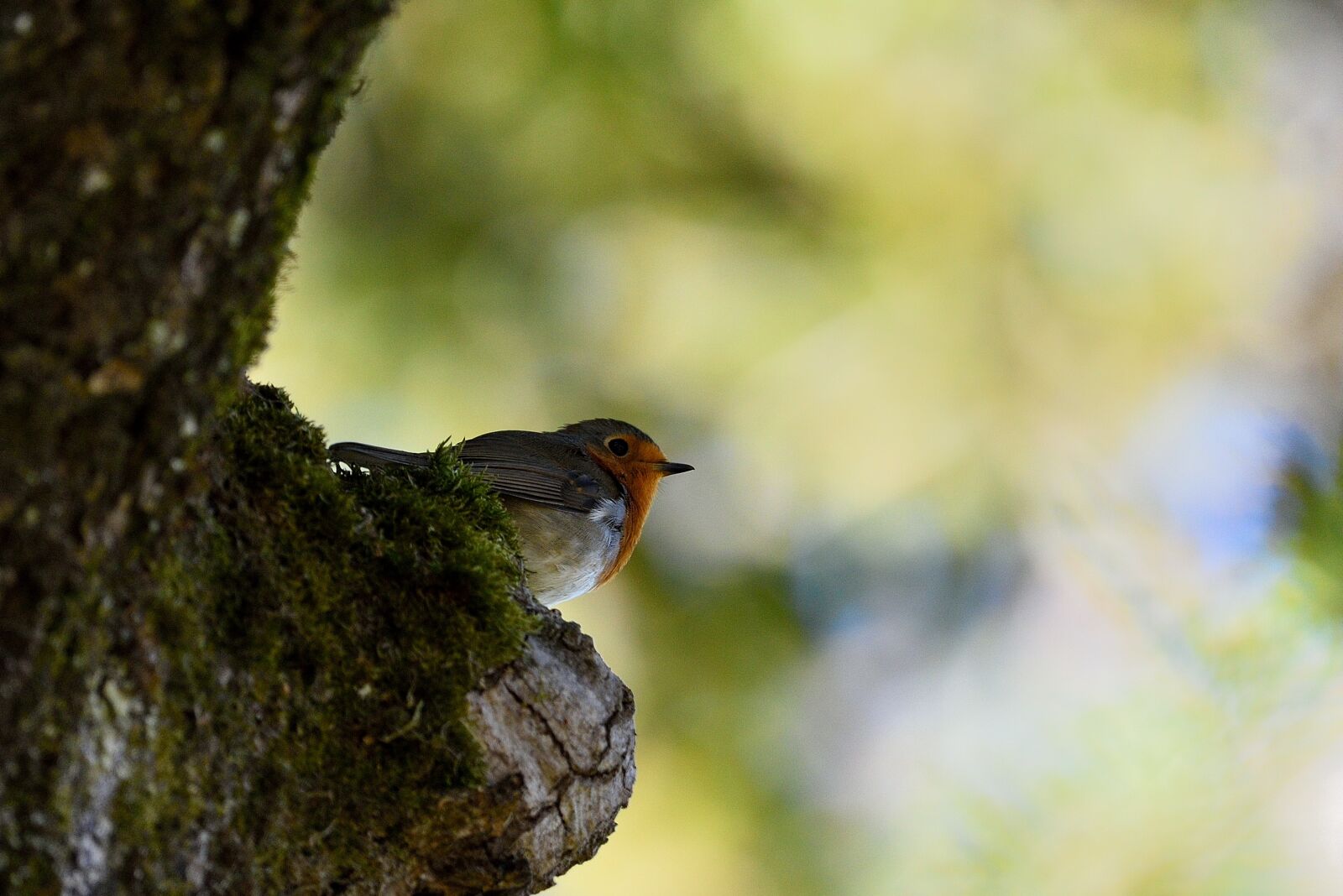 Nikon D750 sample photo. Bird, nature, fauna photography