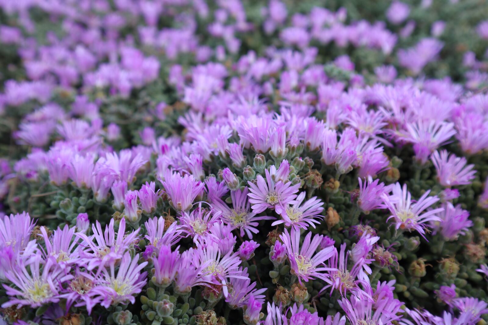 Canon EOS M50 (EOS Kiss M) sample photo. Lilac, flower, romantic photography