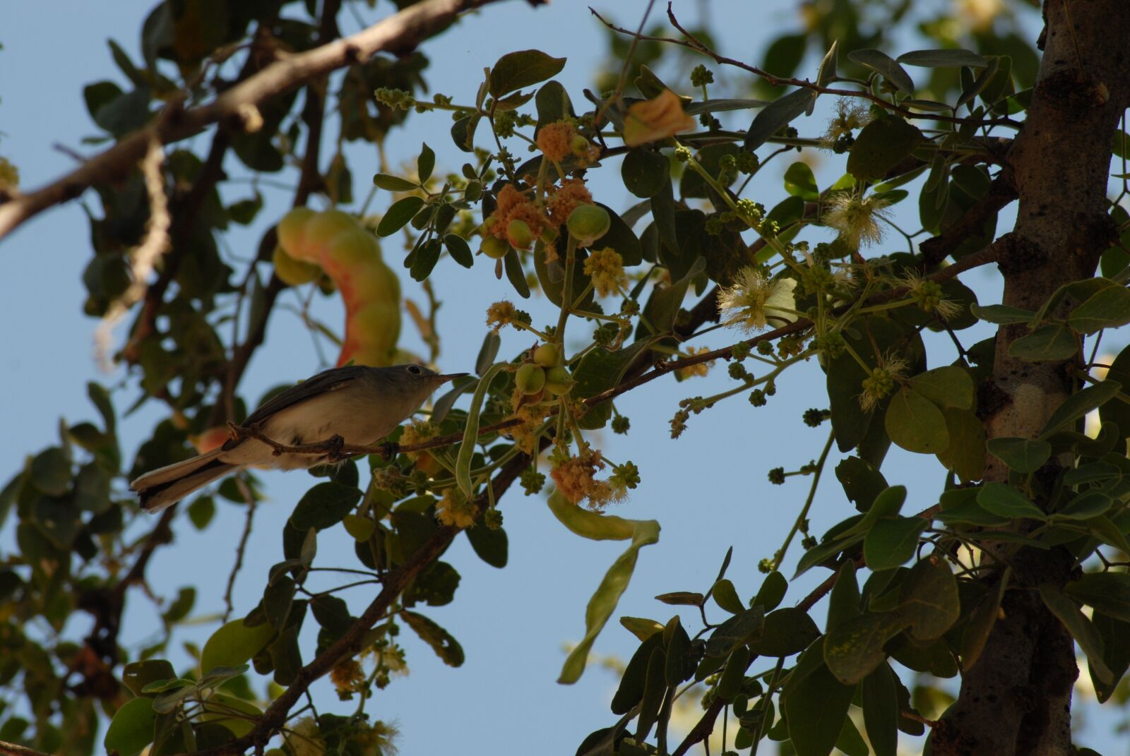 Nikon D200 sample photo. Flying bird regional, huamuchil photography