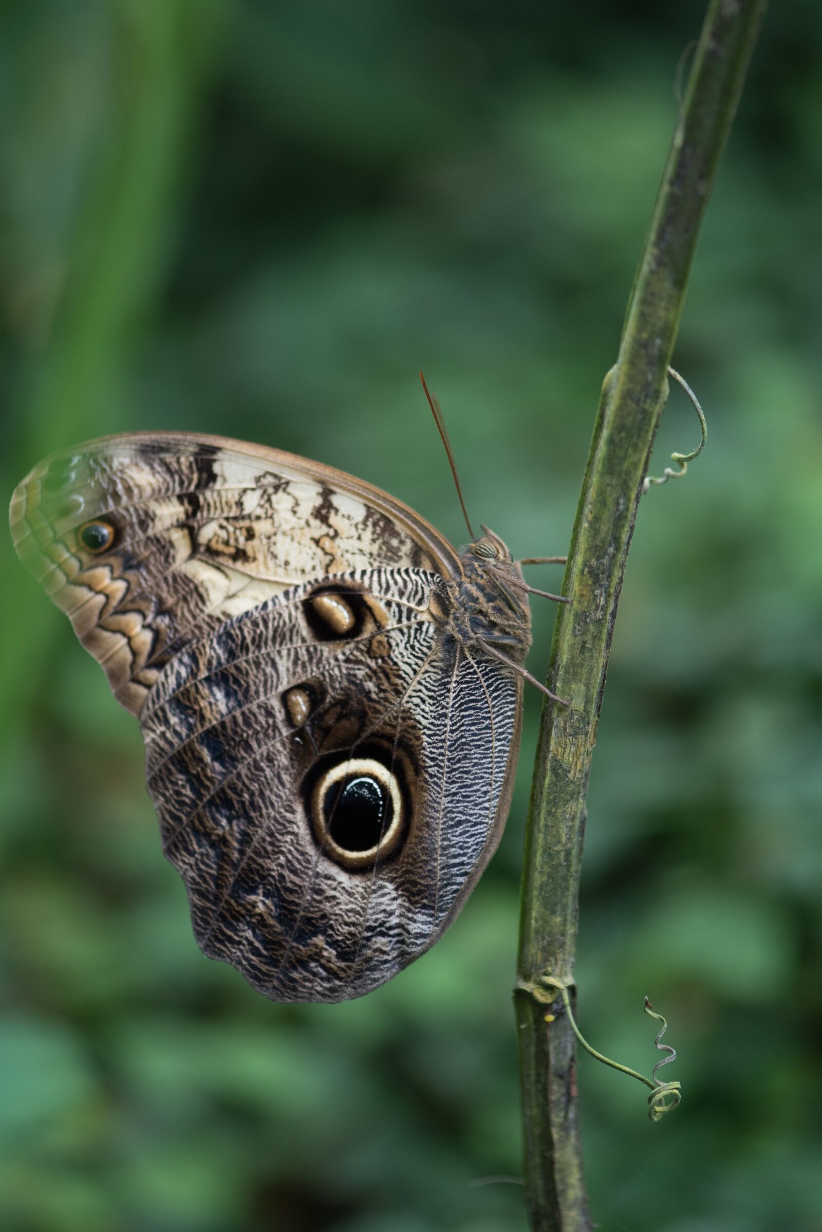 Nikon D750 sample photo. Butterfly, macro, pose photography
