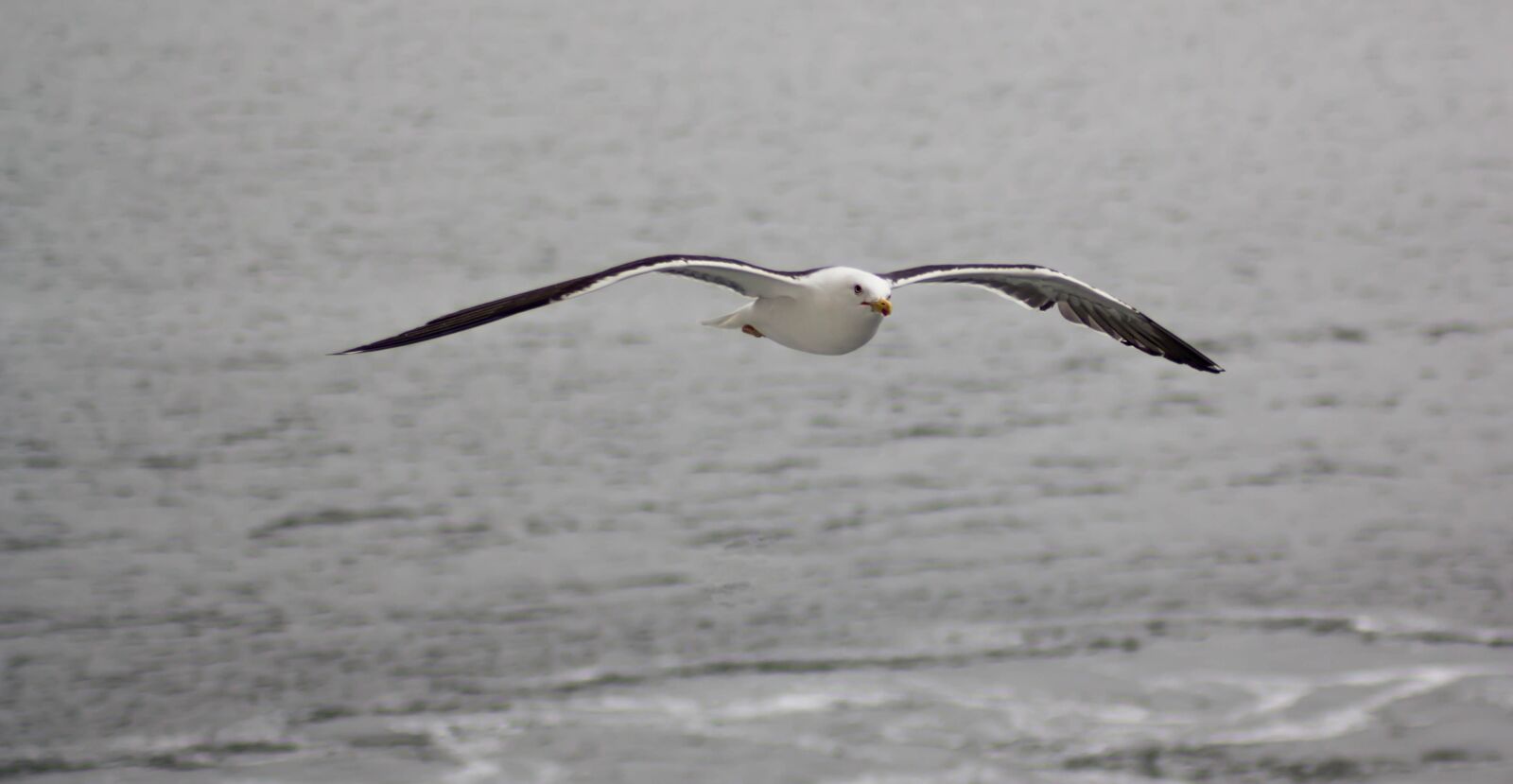 Canon EOS 60D sample photo. Sea, seagull, bird photography