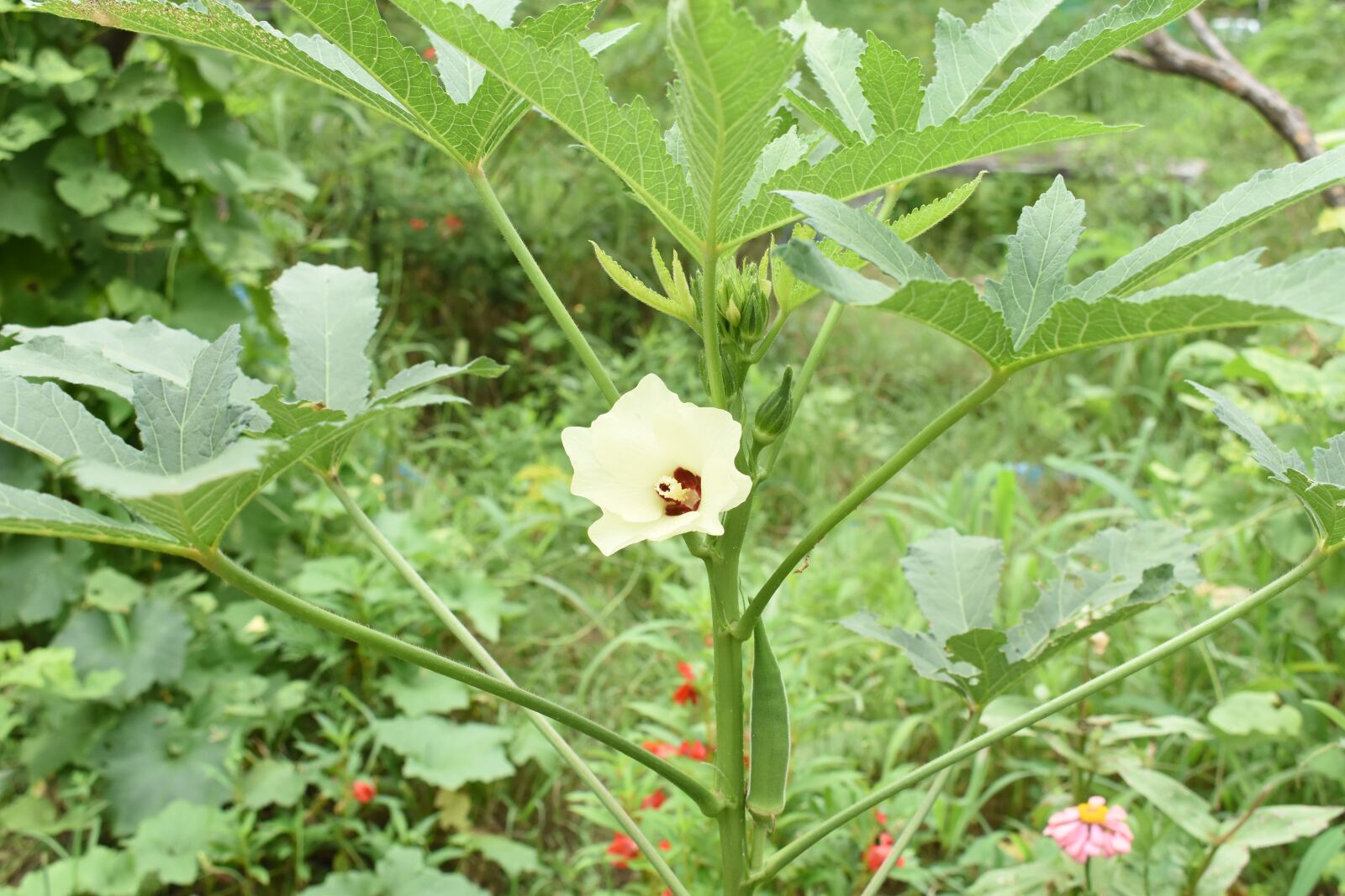 Nikon D3400 sample photo. Ladyfinger flower, flower, vegetable photography